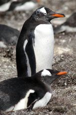 Eselspinguin (15 von 97).jpg